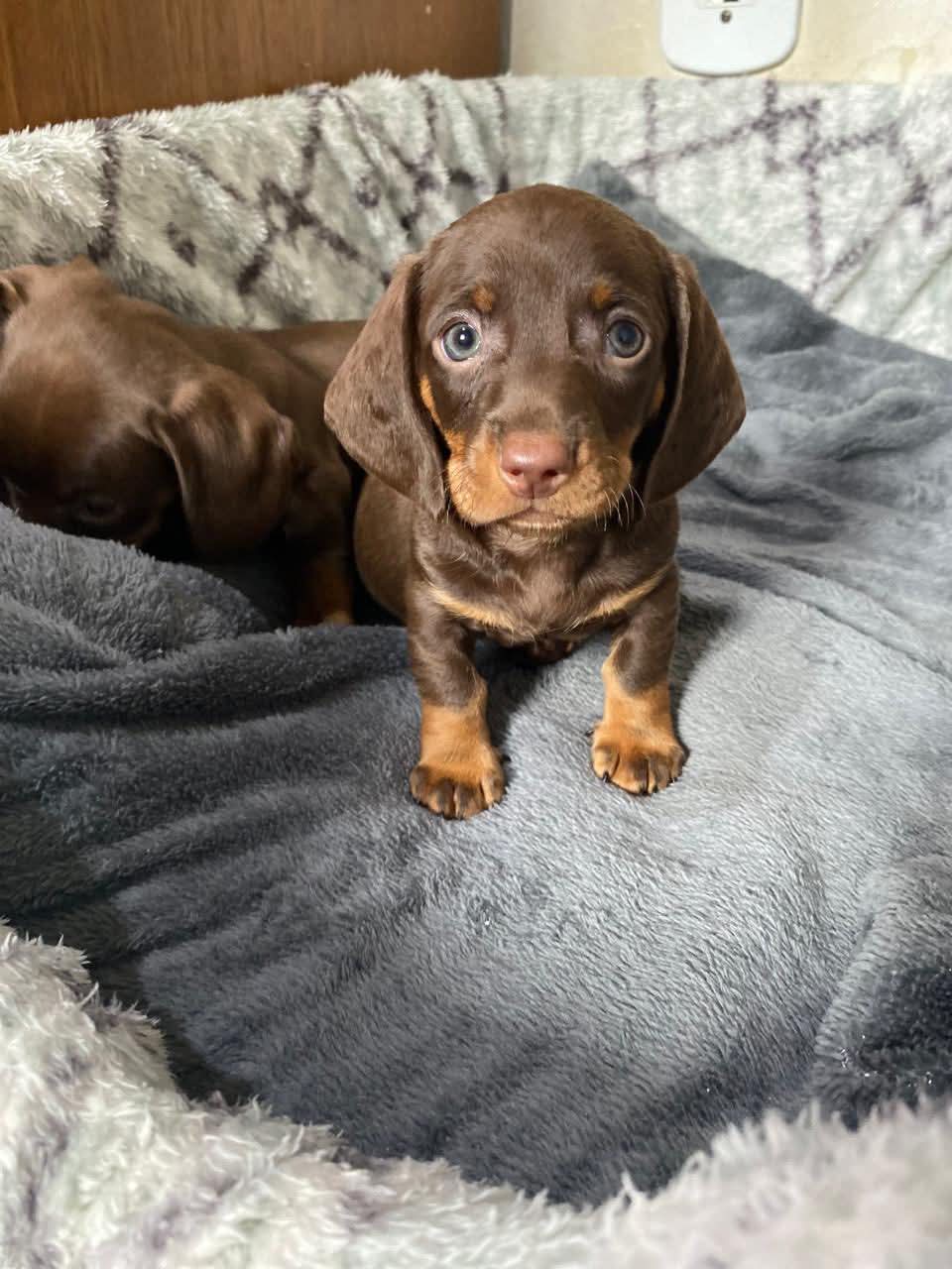 Dachshund