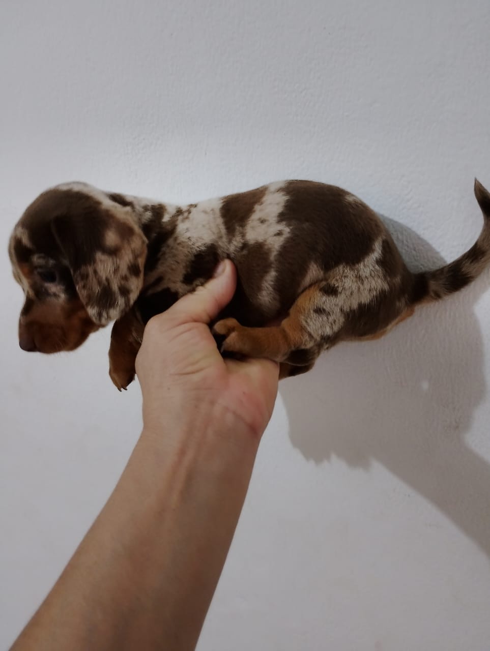 Dachshund