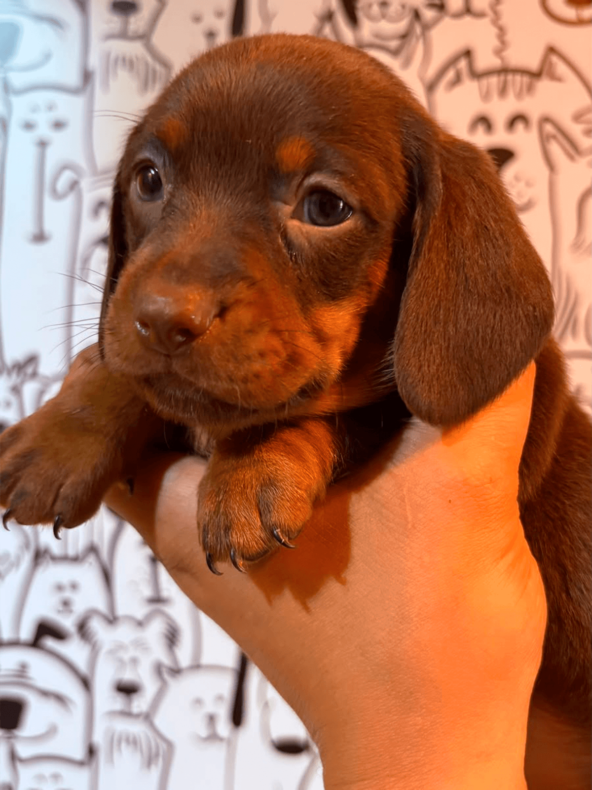 Dachshund