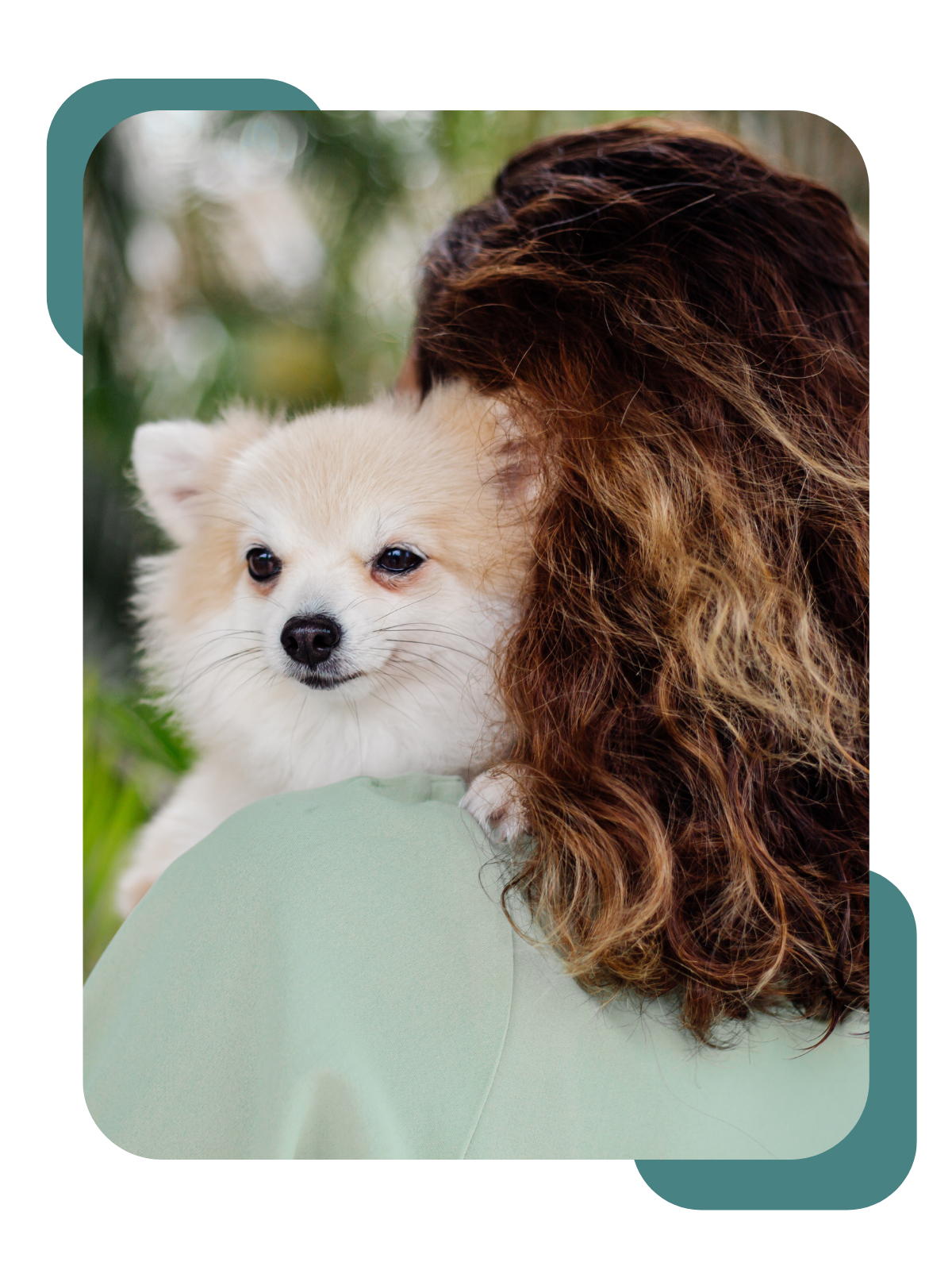 Imagem sobre o canil