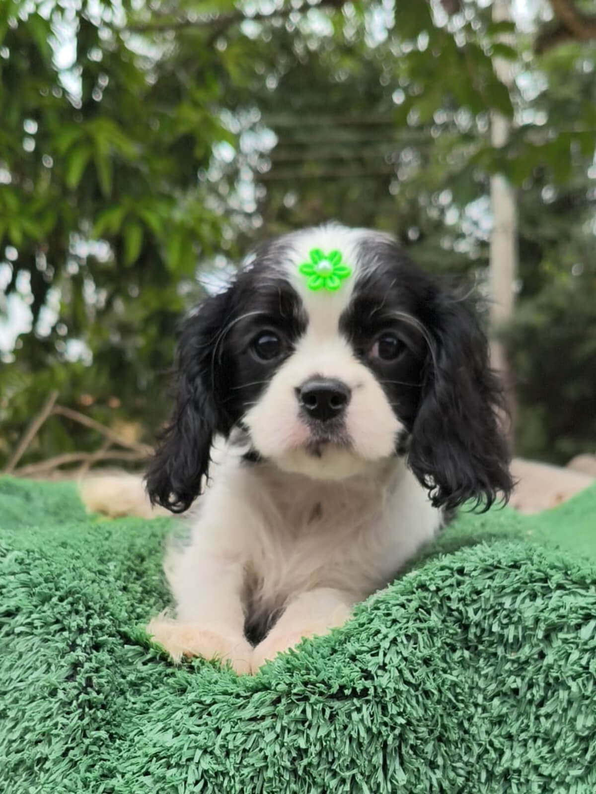 Cavalier King Charles Spaniel