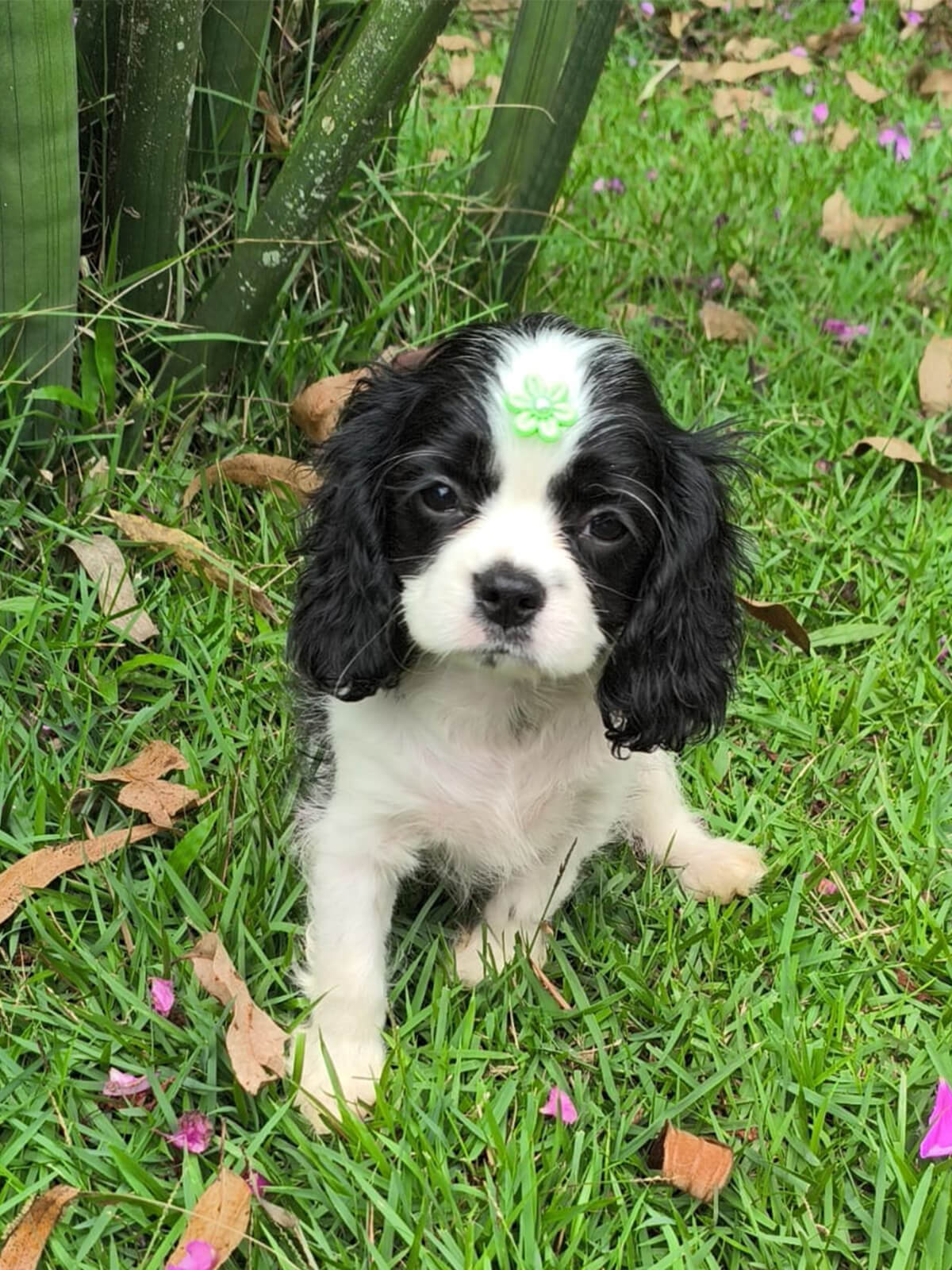 Cavalier King Charles Spaniel