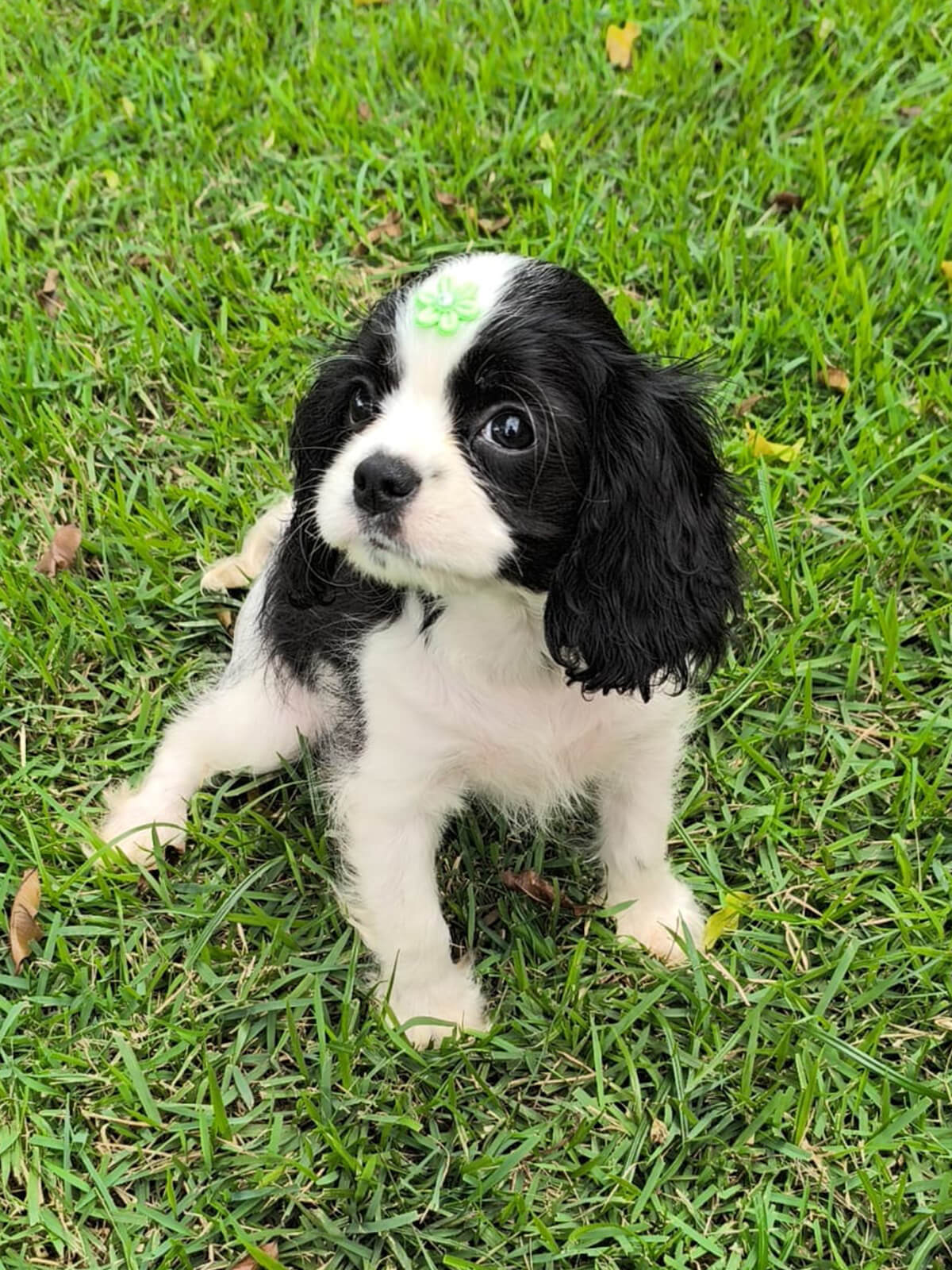 Cavalier King Charles Spaniel