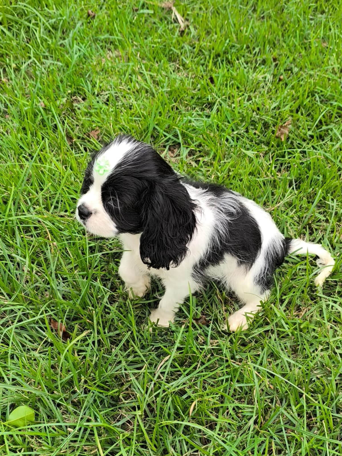 Cavalier King Charles Spaniel