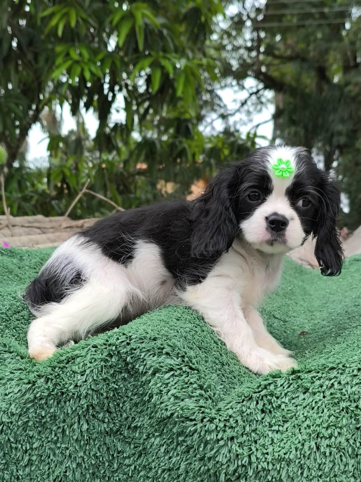 Cavalier King Charles Spaniel