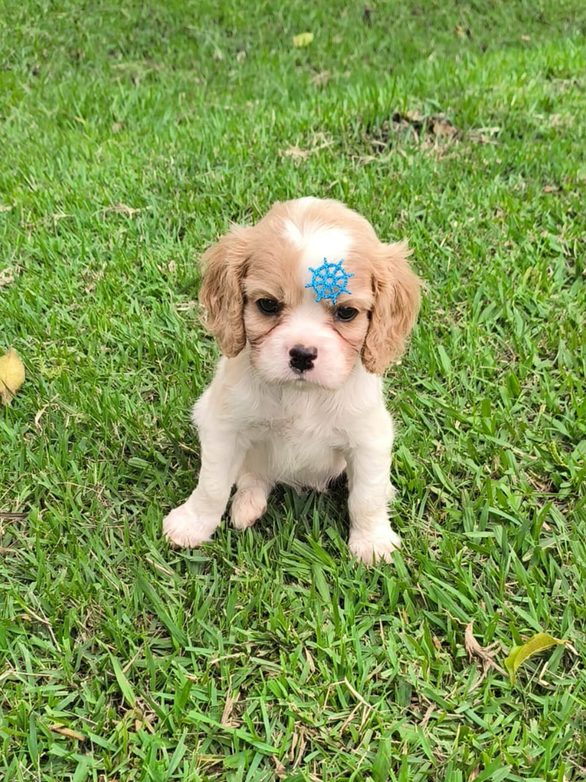 Cavalier King Charles Spaniel