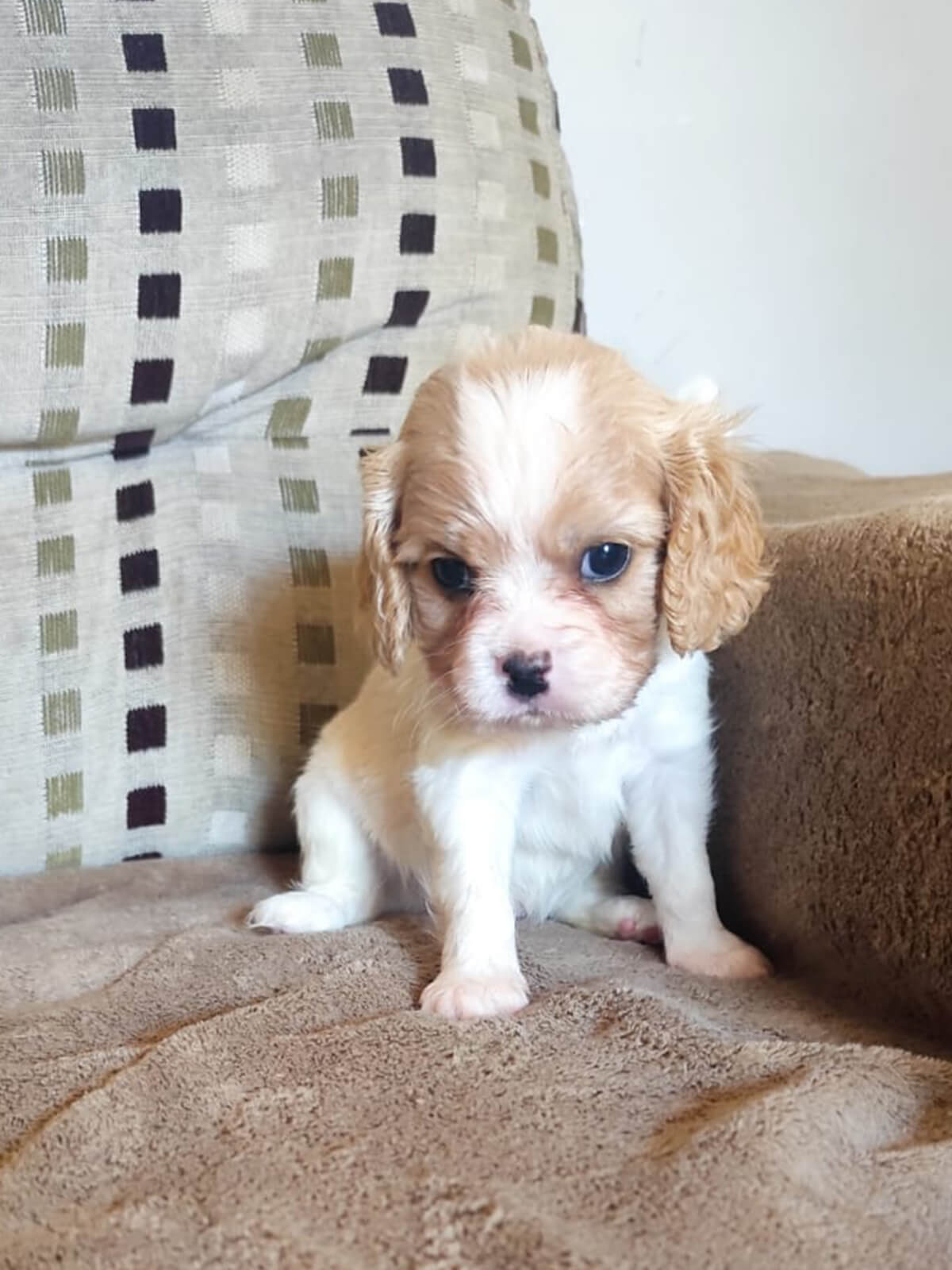 Cavalier King Charles Spaniel