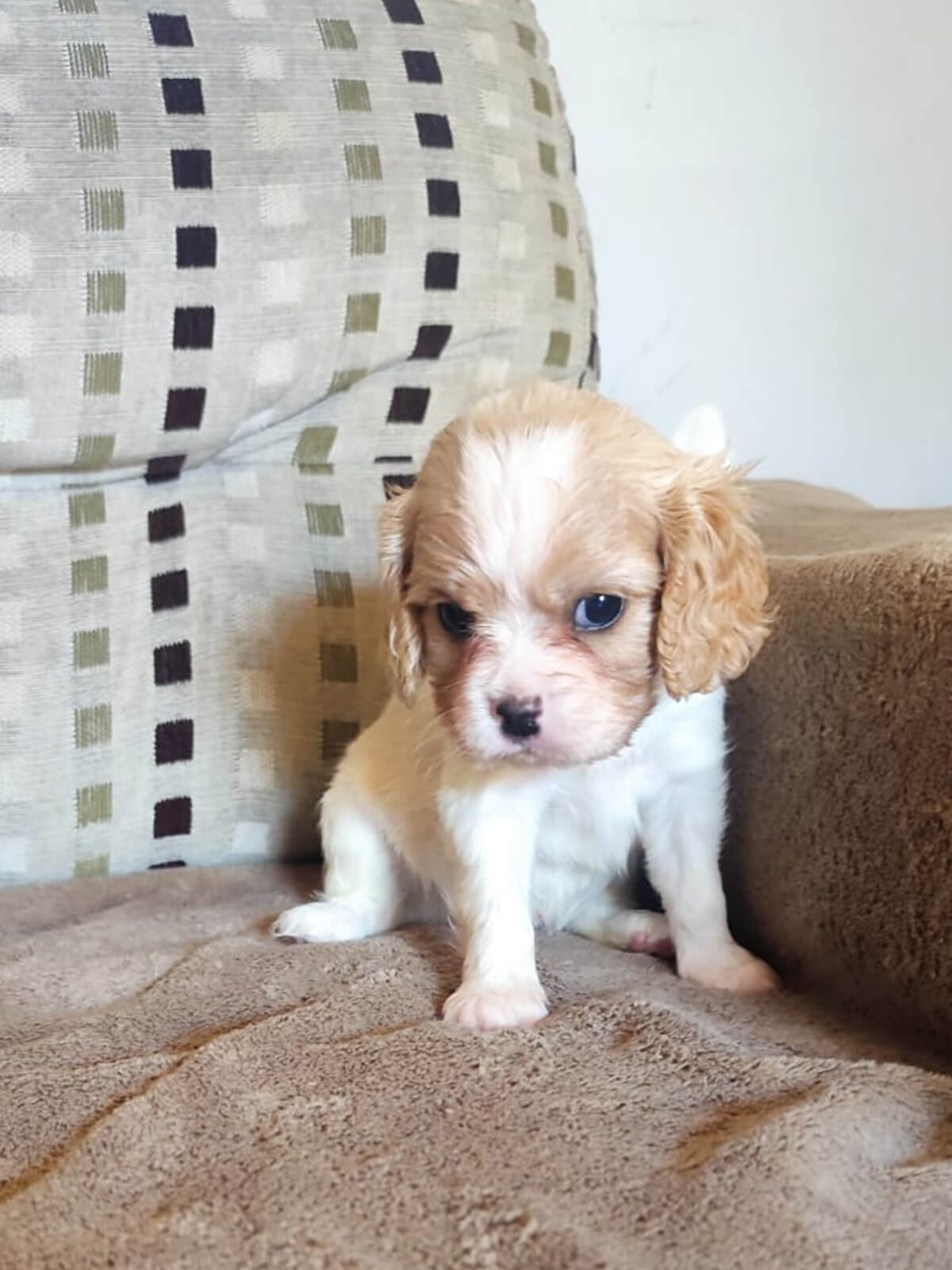 Cavalier King Charles Spaniel