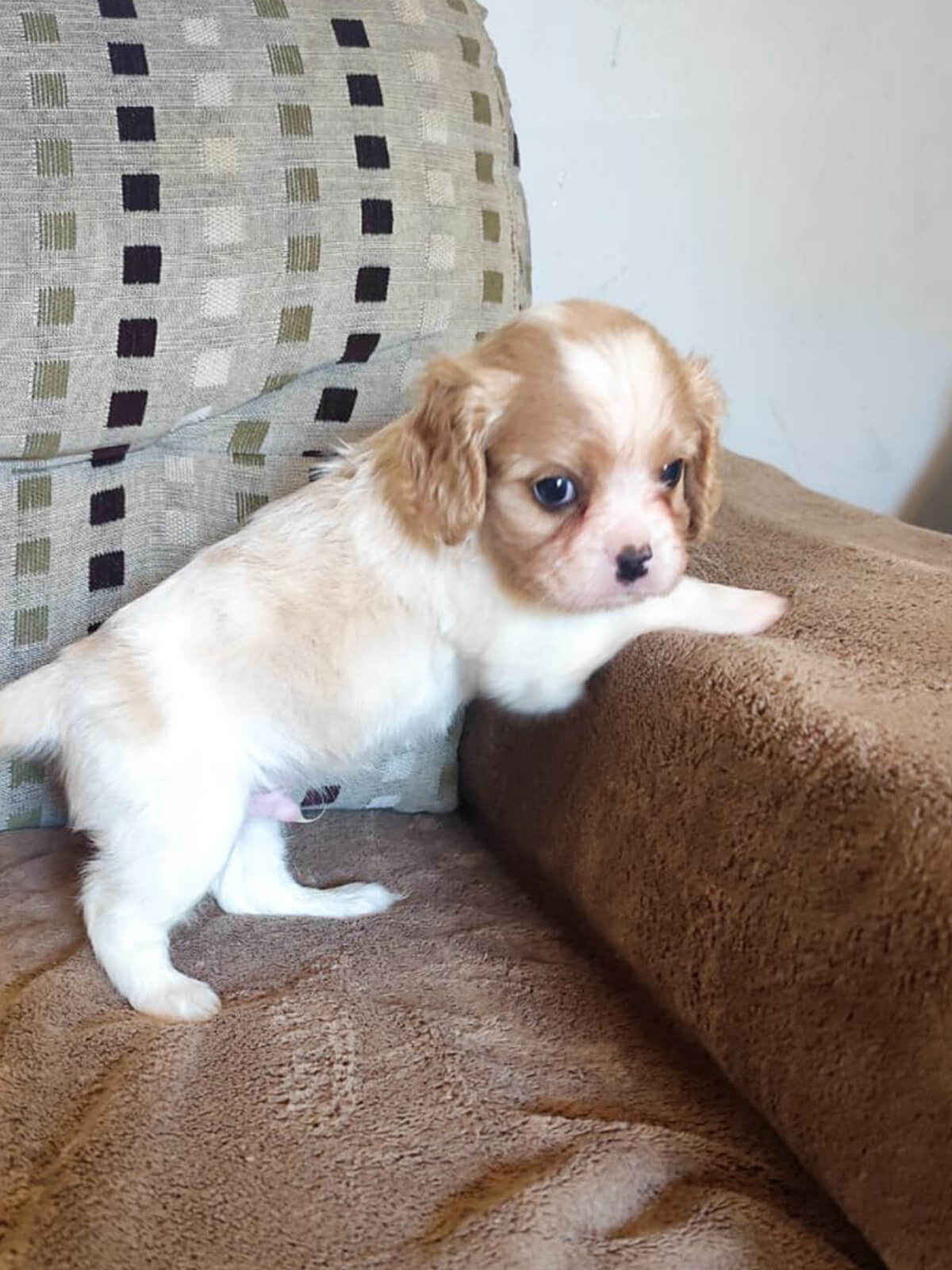 Cavalier King Charles Spaniel